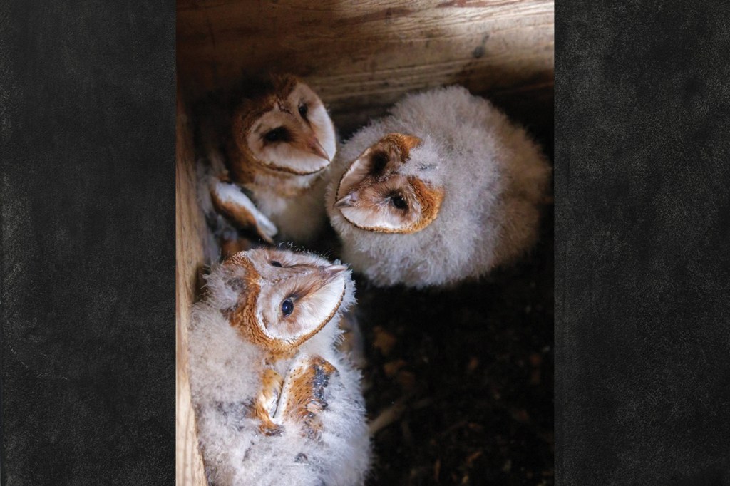 Catch these world-famous Western NC barn owlets on ‘owl cam’