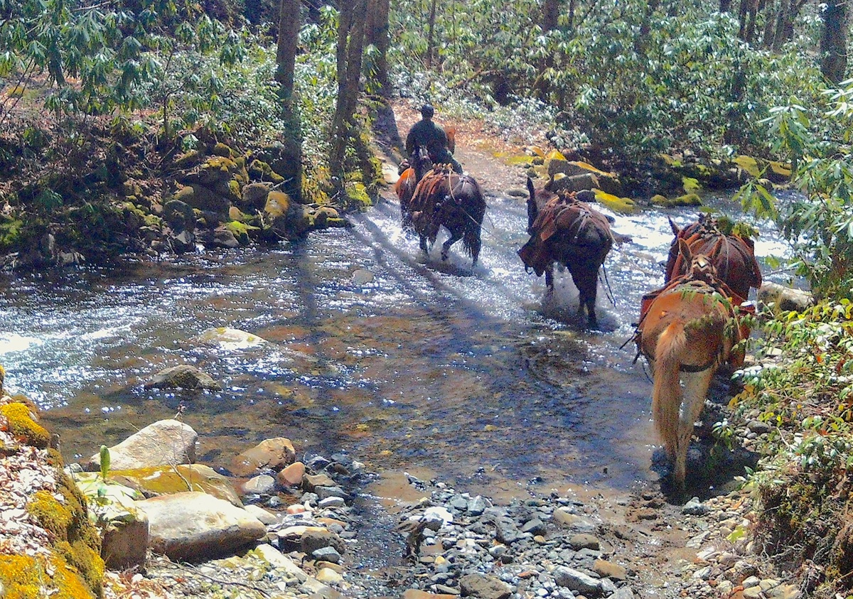 Mules cross a creek in the mountains