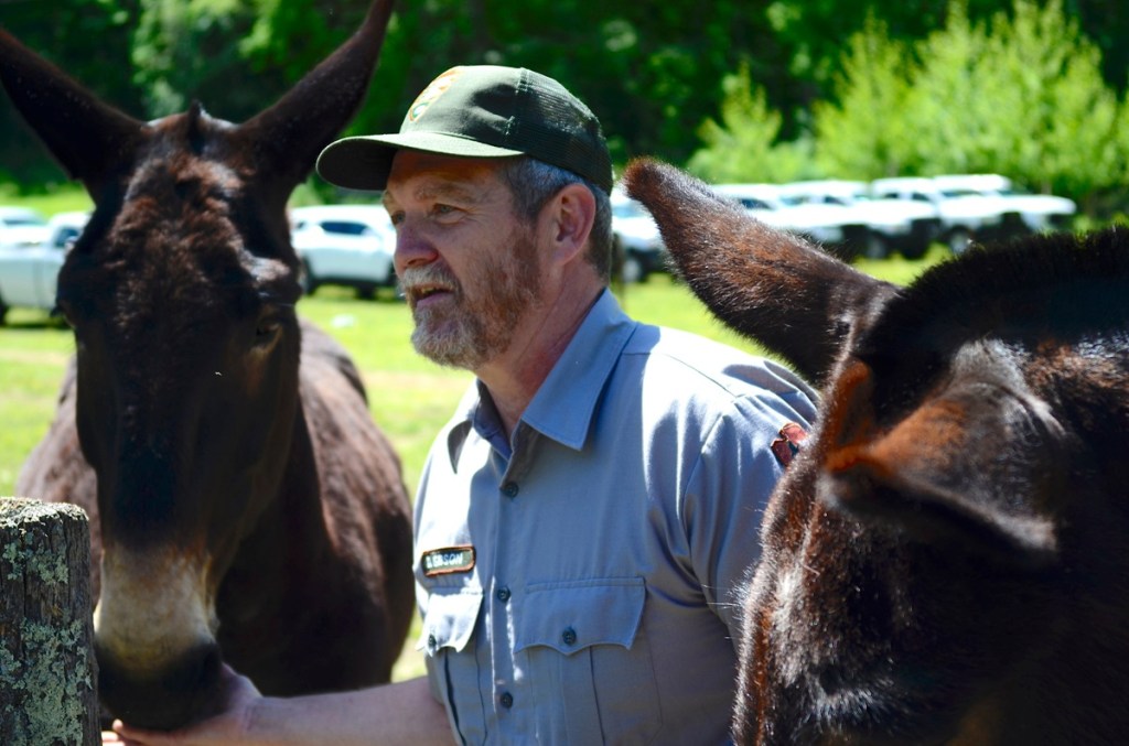 Word from the Smokies: Mule team celebrates 50 years of heavy contribution to park stewardship