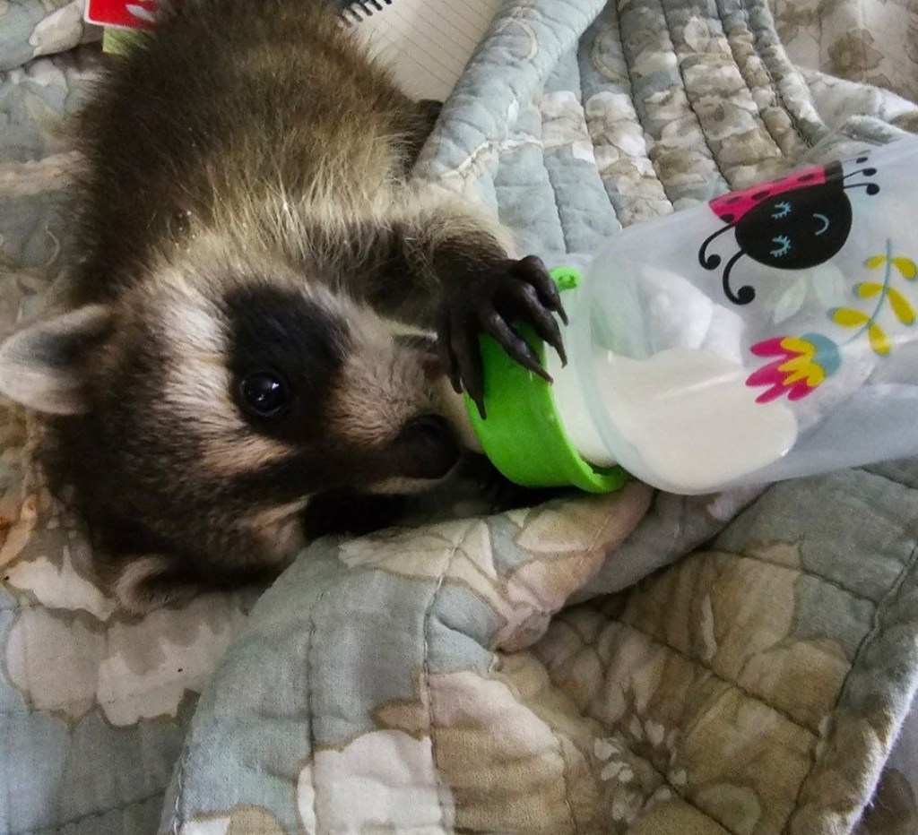 A NC woman adopted baby raccoons. Then the state euthanized them