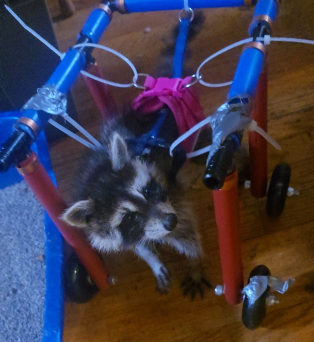 A NC woman adopted baby raccoons. Then the state euthanized them
