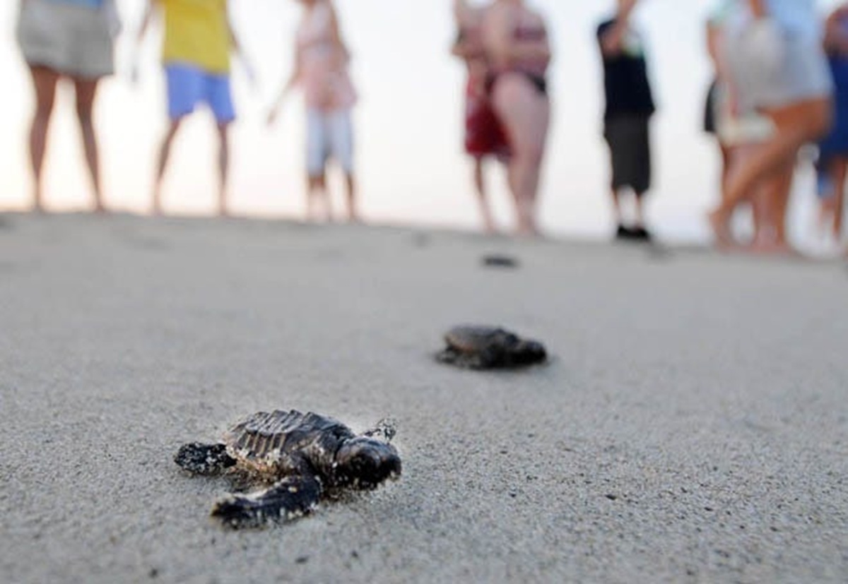 How North Carolina sea turtles are faring this summer