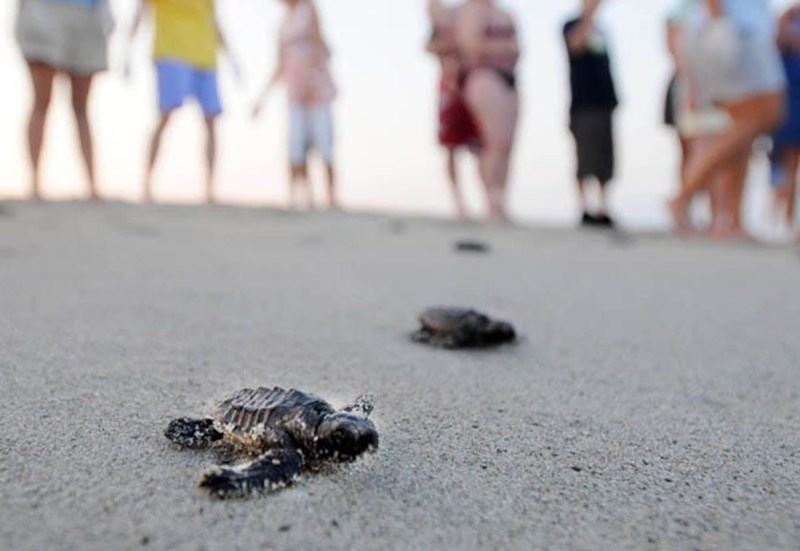 People look on in the background while North Carolina sea turtles crawl along the beach toward the ocean