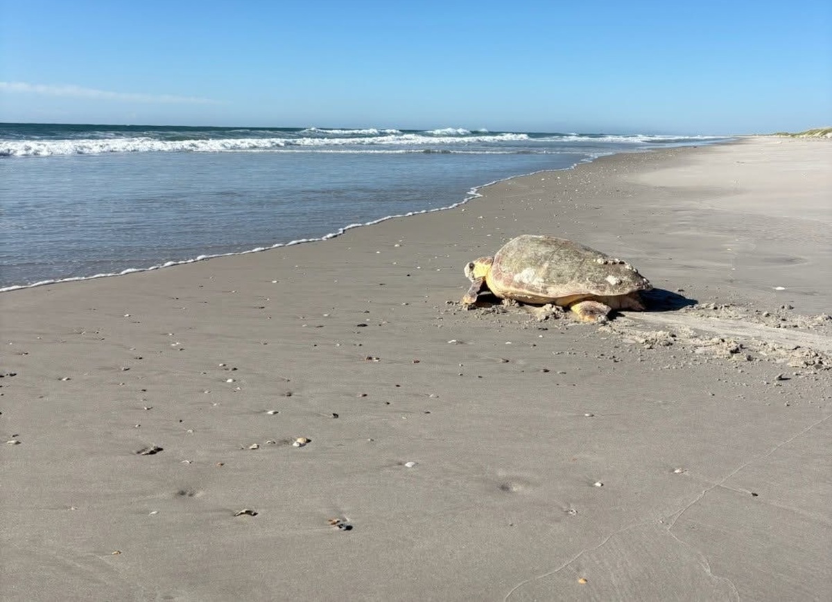A North Carolina sea turtle, a female loggerhead, heading back to the ocean after laying a nest in early June 2026.