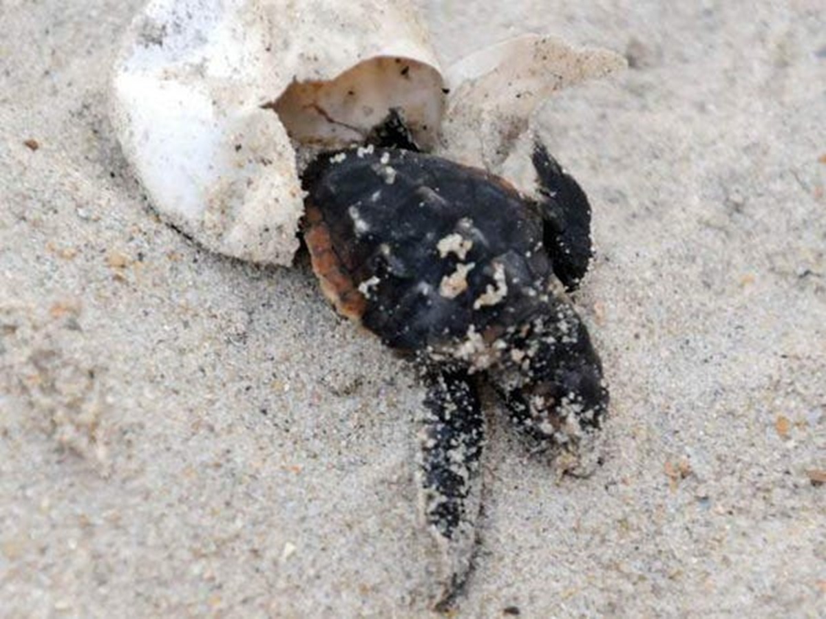 A loggerhead sea turtle hatchling emerges from its egg back in 2010.