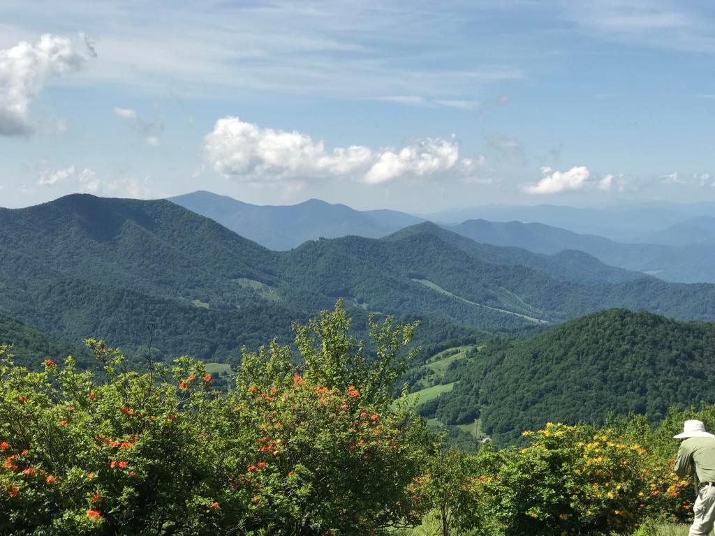 They want to log NC’s national forests