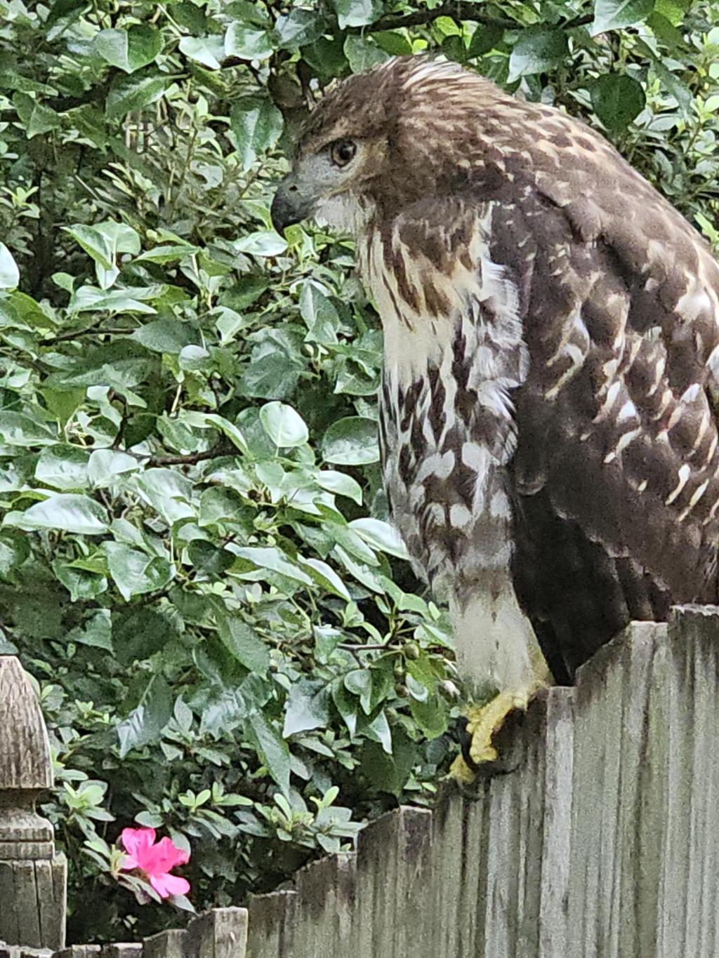 🙋 Speaking out on Flock cameras in NC