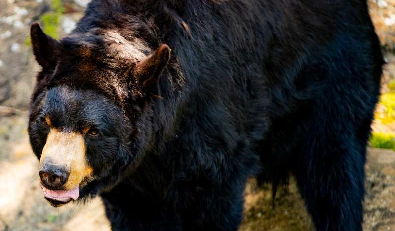 After bear attack in western NC, here are some bear safety tips