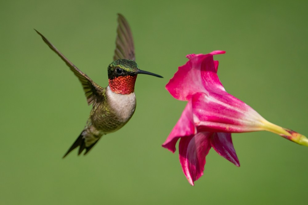 The hummingbirds are migrating. When to stop feeding them in NC