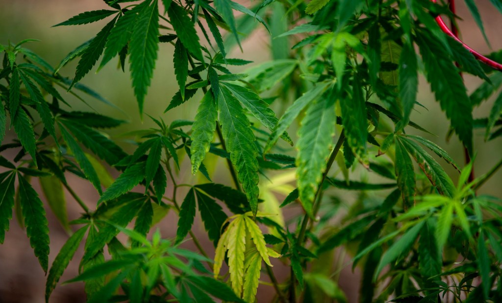 Hemp gets a temporary reprieve, but what’s next for cannabis in NC?