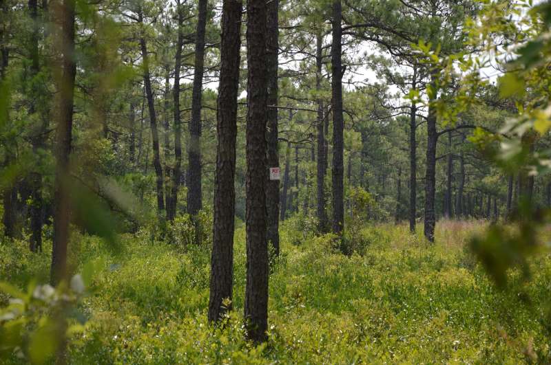 Why this rural Wilmington area could be NC's next development hotspot