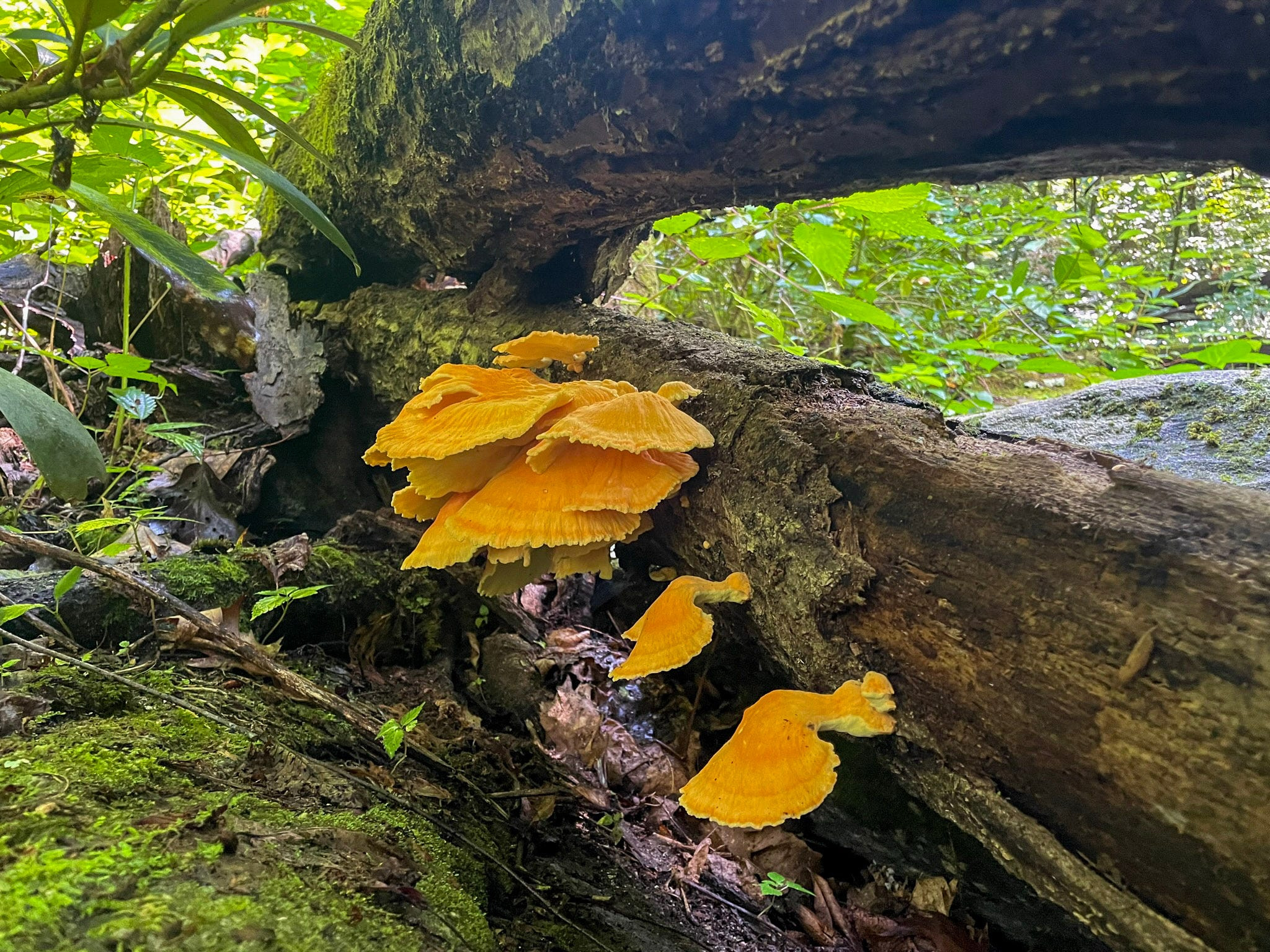 121 biodiverse acres conserved next to Chimney Rock State Park