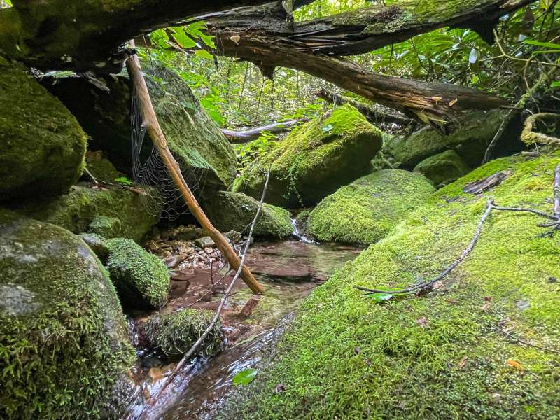 121 biodiverse acres conserved next to Chimney Rock State Park