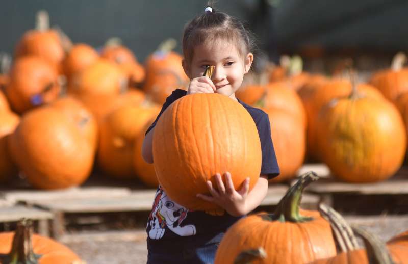 12 great pumpkin patches in the Wilmington area
