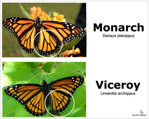 Peak monarch butterfly season arrives in North Carolina