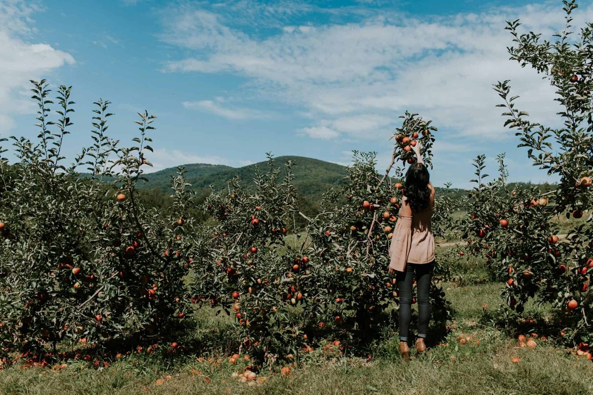 orchards in North Carolina