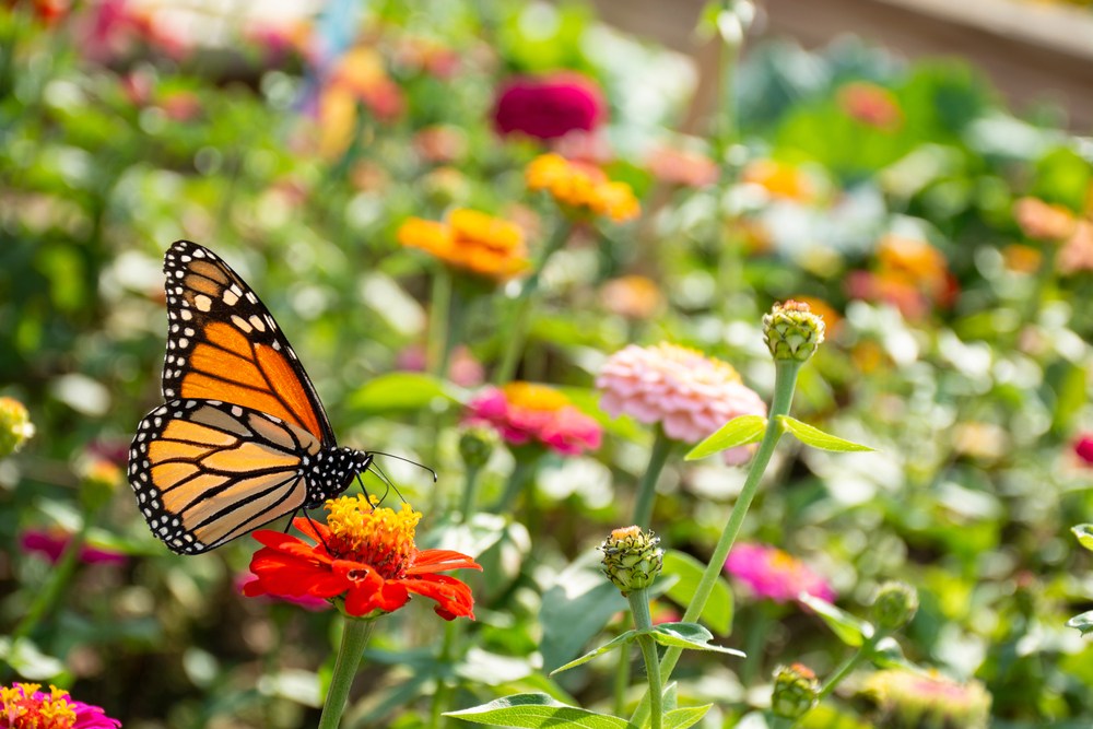 It’s peak monarch butterfly season in North Carolina. Here’s how to spot them