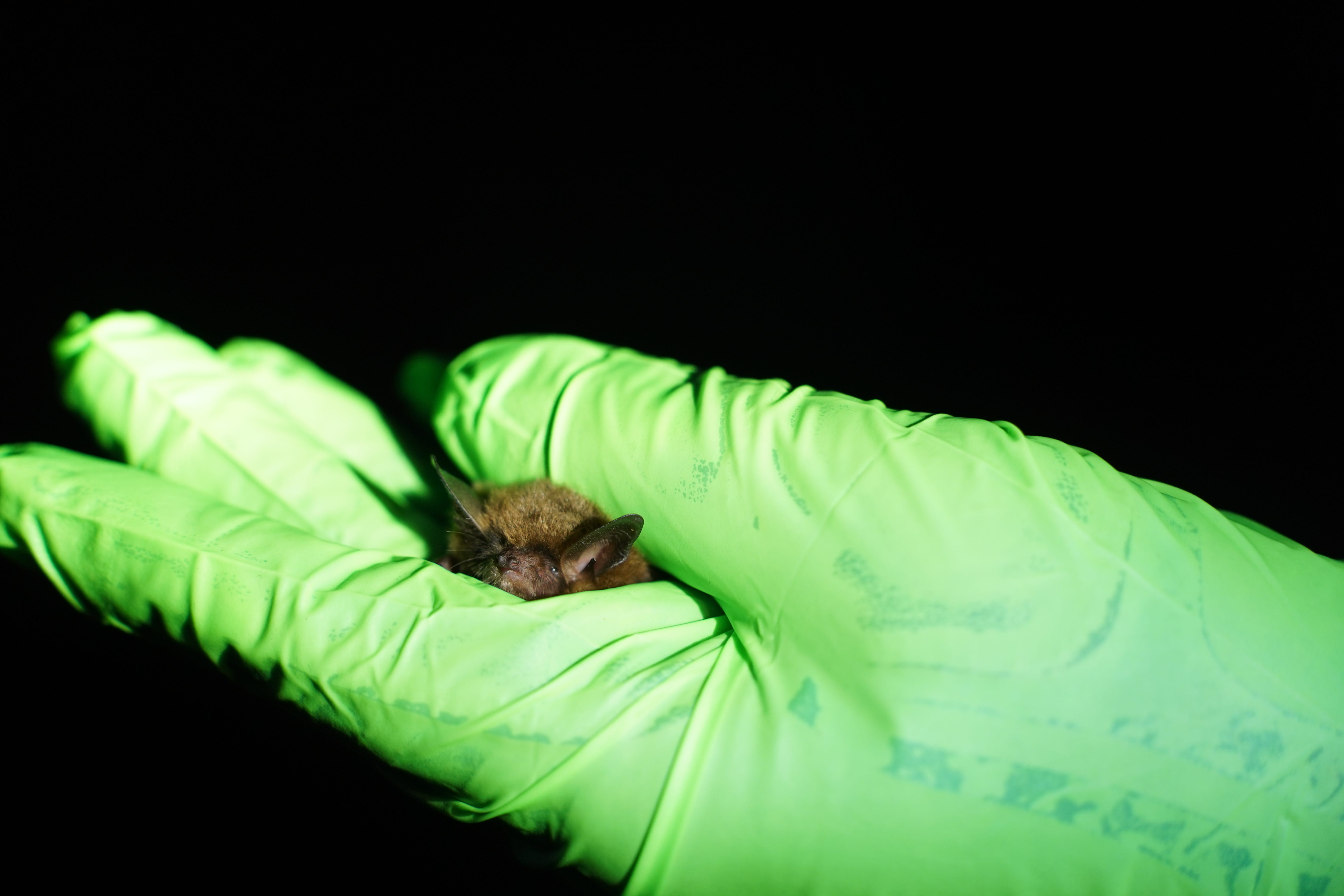 Why researchers spent 3 nights chasing bats across eastern North Carolina