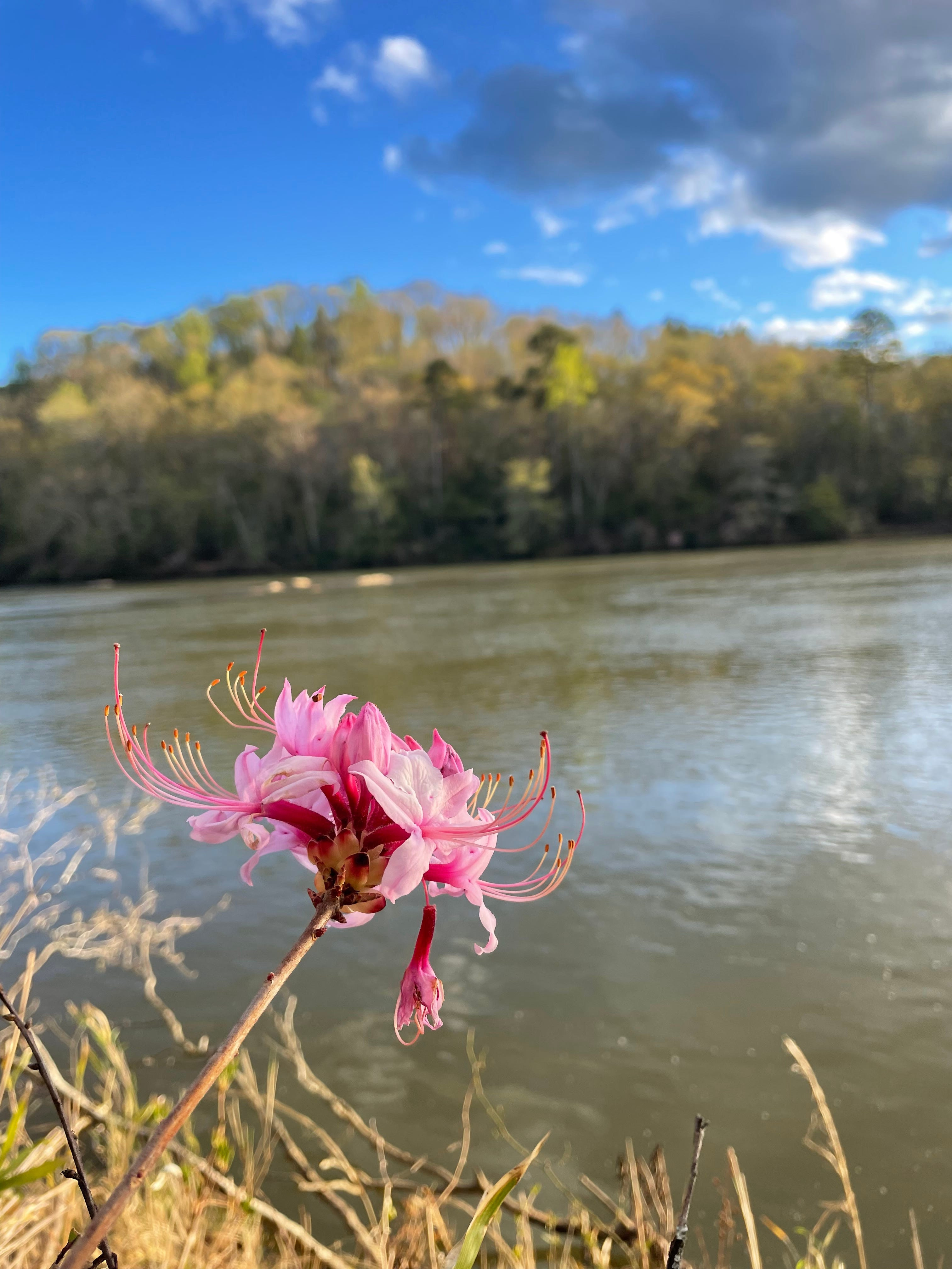 8 trails near Shelby to explore during North Carolina's fall