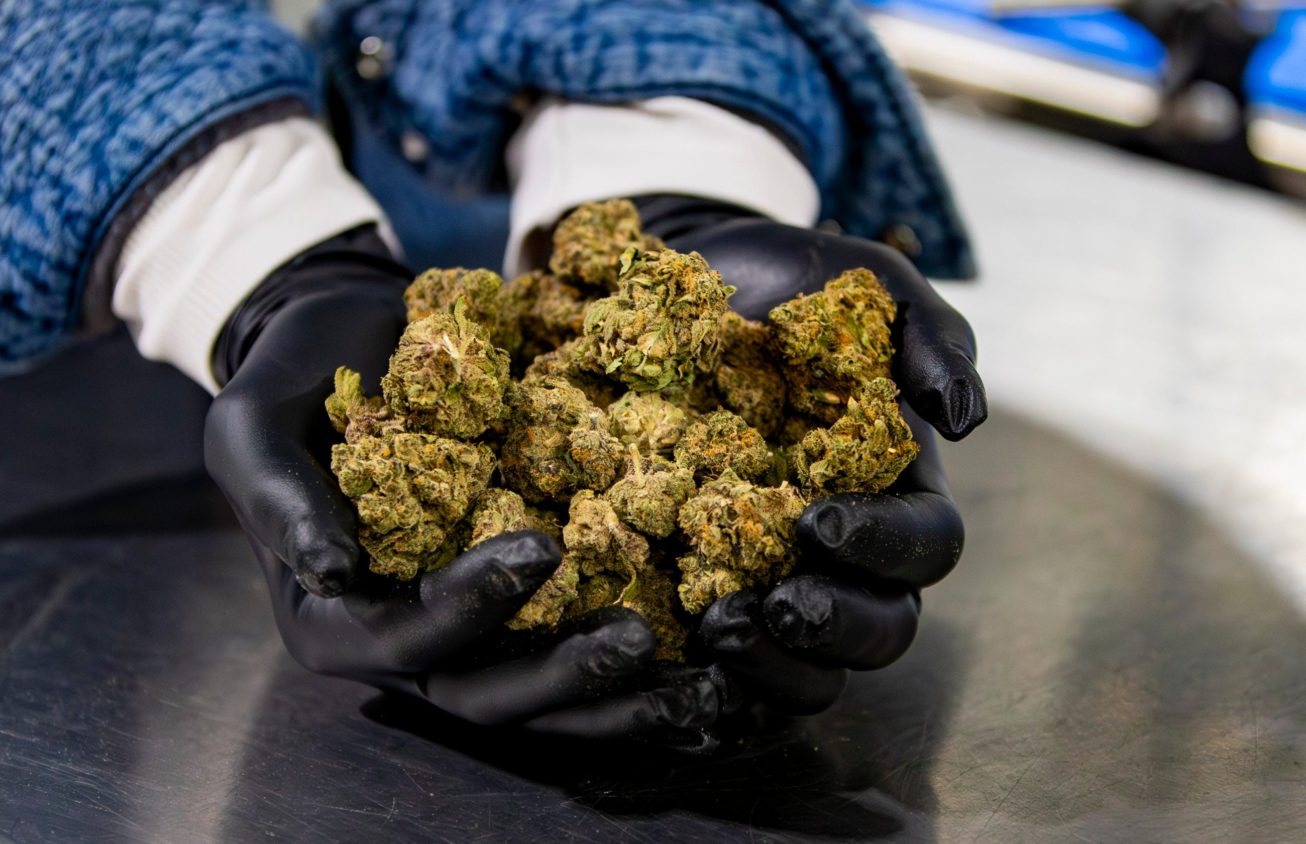Great Smoky Cannabis Company offers blueprint for NC legalization