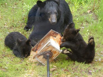 Hungry bears keep breaking into Asheville homes. This rule could help
