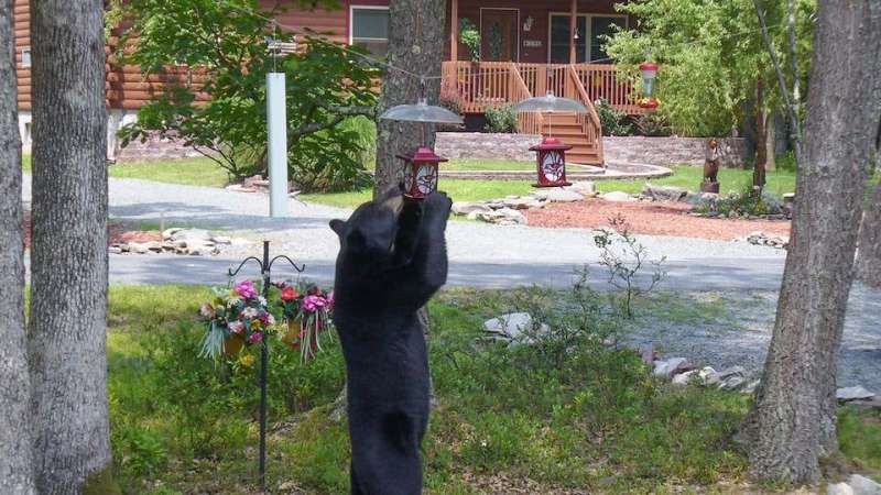 Hungry bears keep breaking into Asheville homes. This rule could help