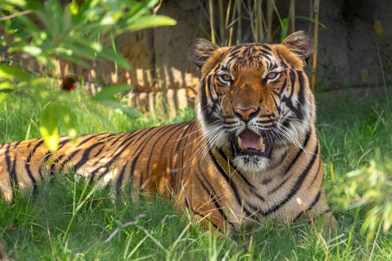 Dragons, cobras, and tigers: What to know about the NC Zoo's Asia expansion