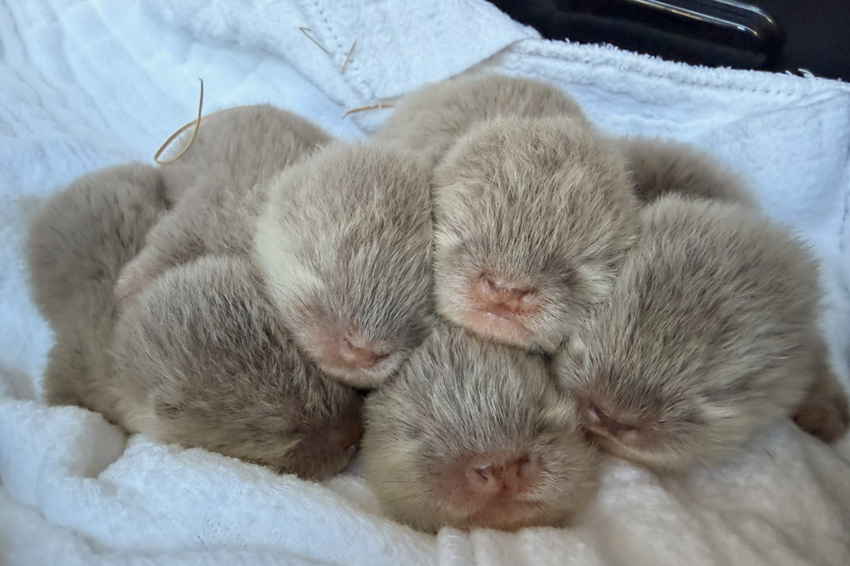 New otter pups at the NC Aquarium at Fort Fisher